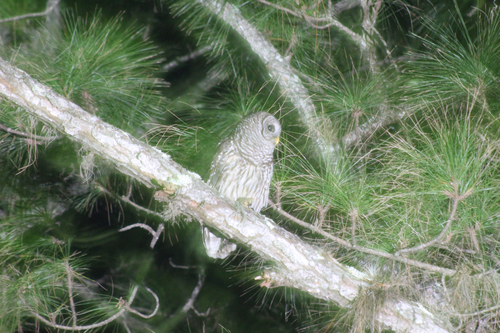 View observation of {o.common_name} on iNaturalist