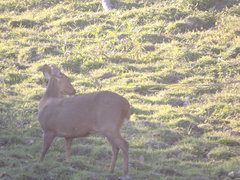 Axis porcinus