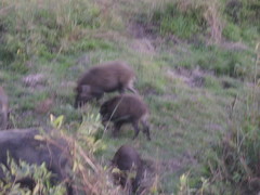 Sus scrofa cristatus