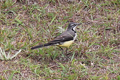 Motacilla flaviventris