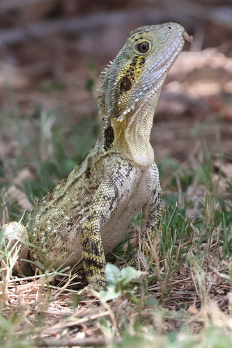 Australian Water Dragon