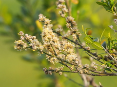Buxus liukiuensis