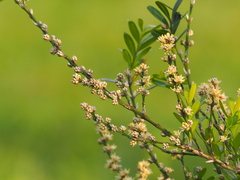 Buxus liukiuensis