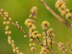 Buxus liukiuensis