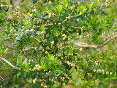 Buxus liukiuensis