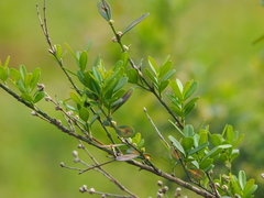 Buxus liukiuensis