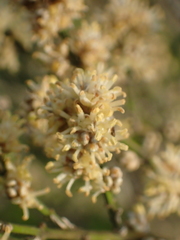 Buxus liukiuensis
