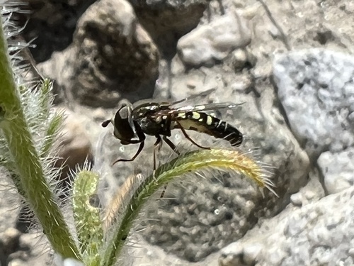 Unknown species found near Big Morongo Canyon Trail, Desert Hot Springs, CA, US