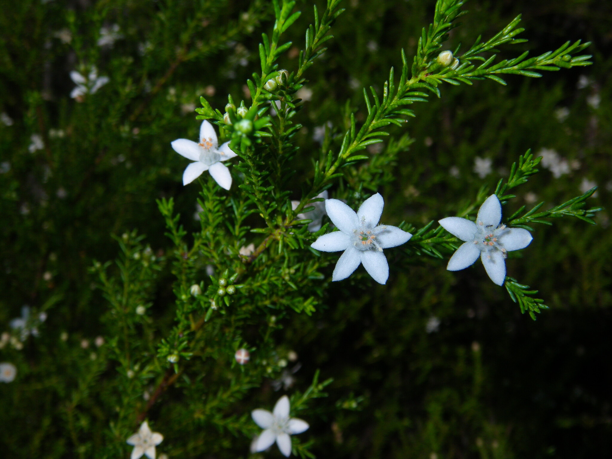 Philotheca ciliata