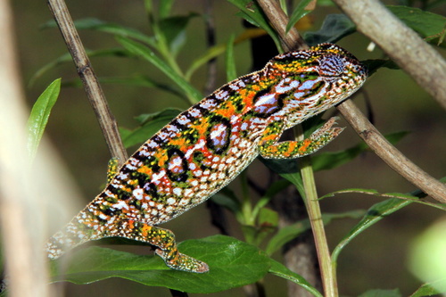 Carpet Chameleon