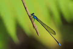 Nesobasis angulicollis