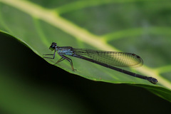 Nesobasis comosa