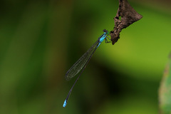 Nesobasis angulicollis