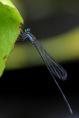 Nesobasis longistyla