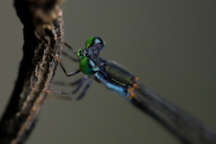 Nesobasis longistyla