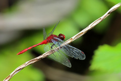 Diplacodes bipunctata