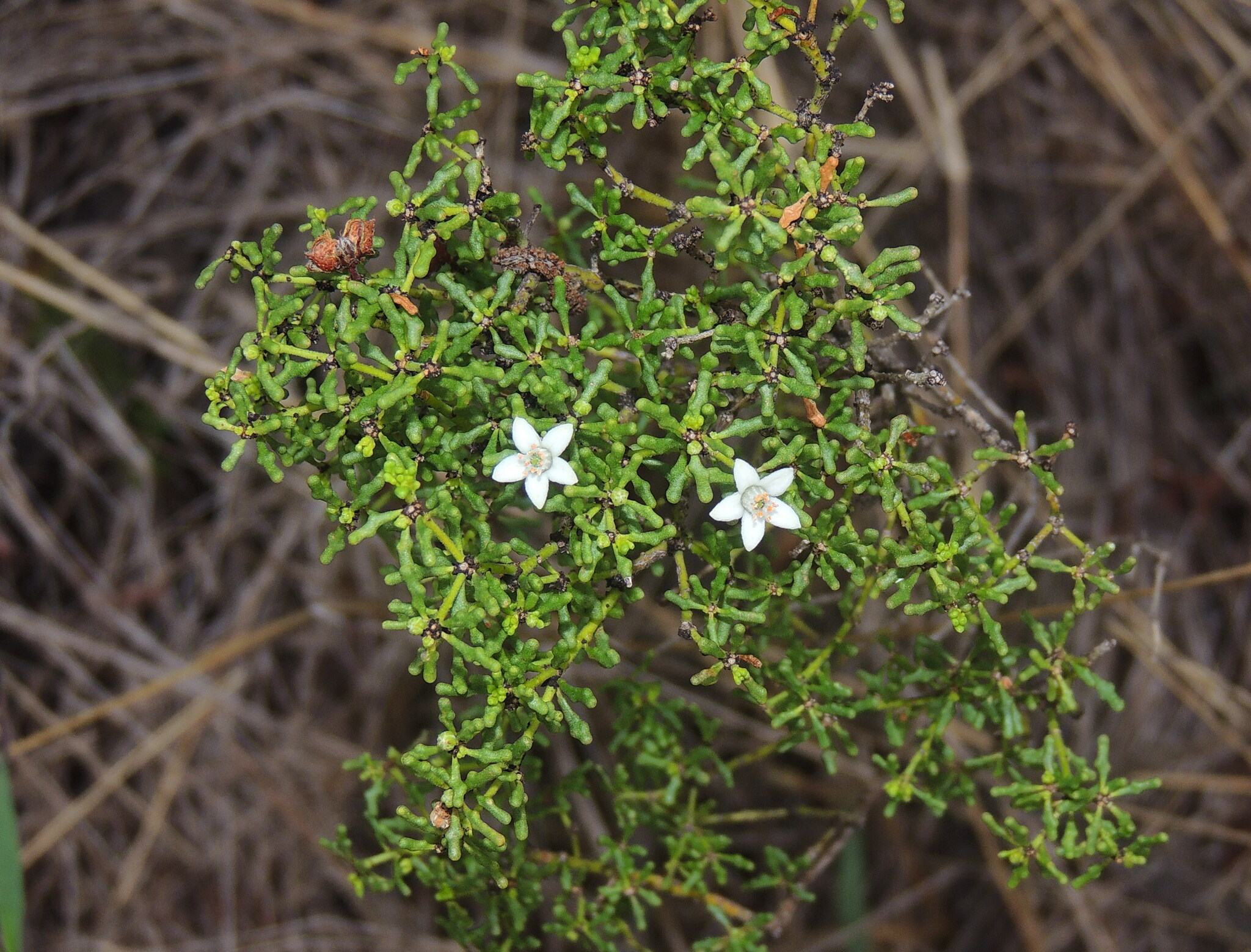Philotheca difformis