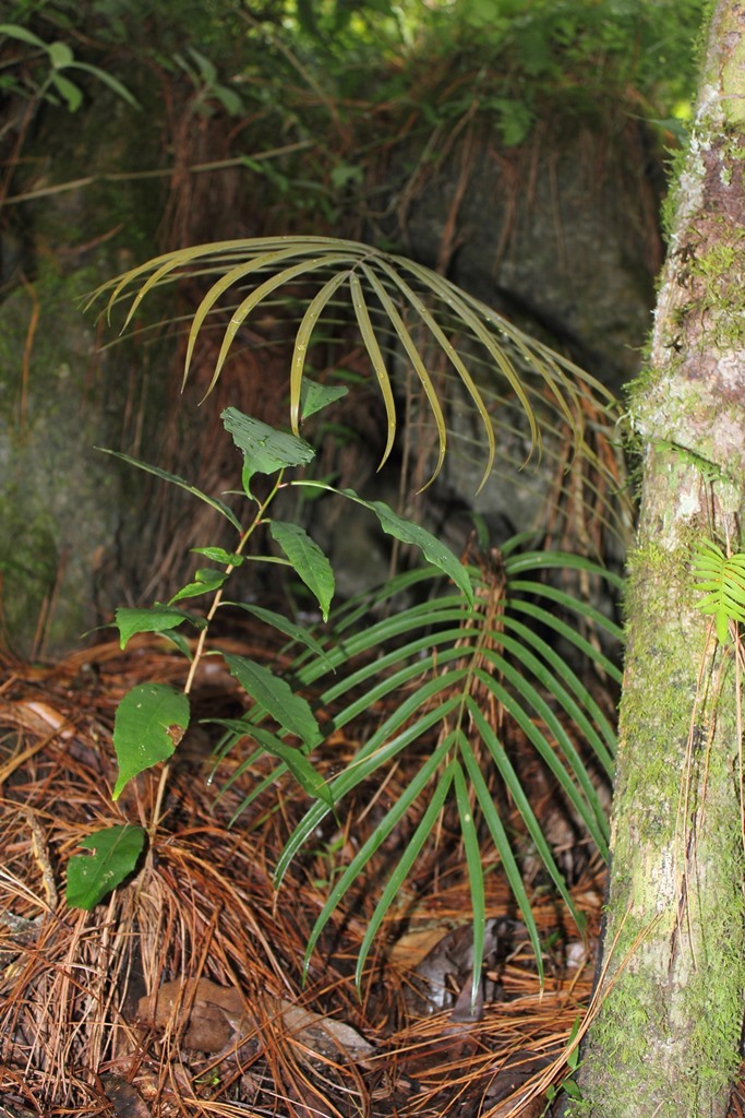 Ceratozamia kuesteriana