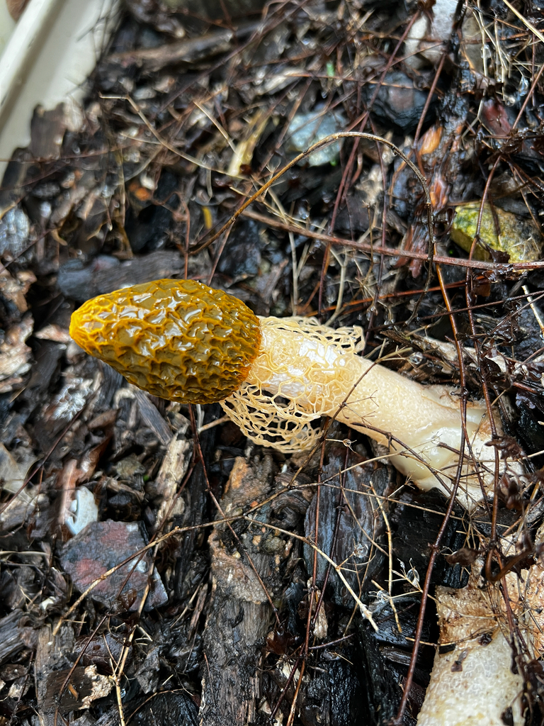 Phallus multicolor · March 2026 · photo: © lucaschristo (iNaturalist, cc-by)