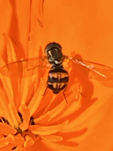 Unknown species found near Sibley Volcanic Regional Preserve, Orinda, CA, US