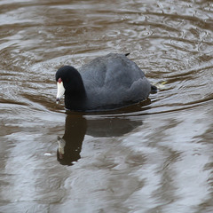 Fulica americana americana