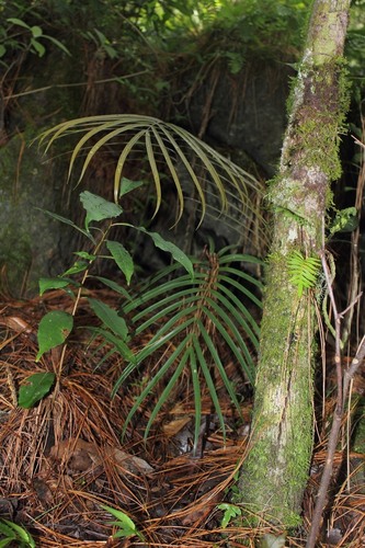 Ceratozamia kuesteriana, photograph 5