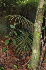 Ceratozamia kuesteriana, photograph (c) Juan Cruzado Cortés, some rights reserved (CC BY-SA)