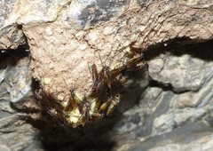 Athericidae