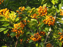 Pittosporum pentandrum