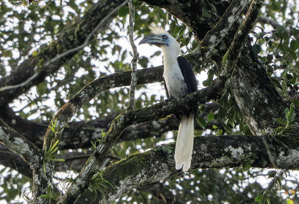 White-Crowned Hornbill