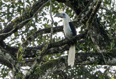 White-Crowned Hornbill photo 1