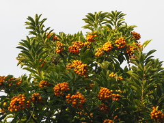 Pittosporum pentandrum