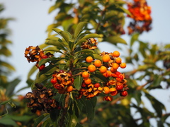Pittosporum pentandrum