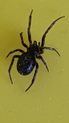 Steatoda bipunctata