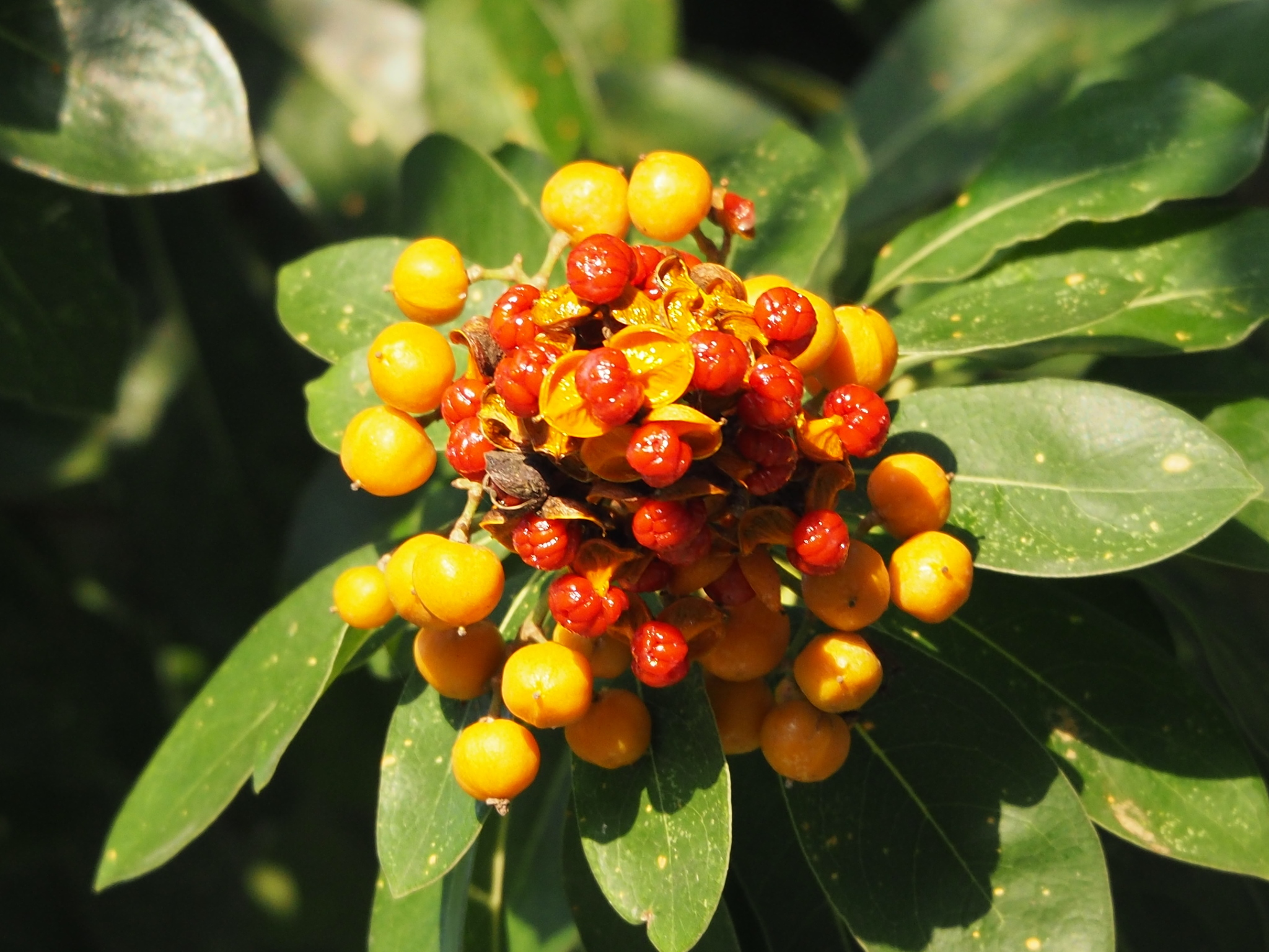 Pittosporum pentandrum