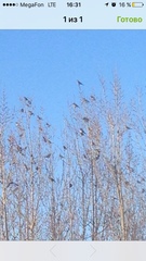 Turdus pilaris