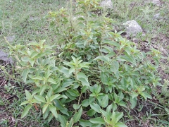Acalypha communis