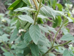 Acalypha communis