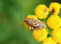 Cyphocleonus dealbatus