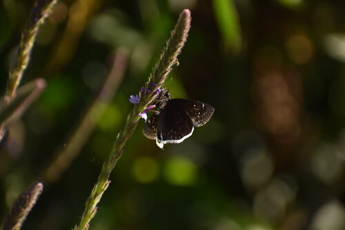 iNaturalist observation photo of Funereal Duskywing