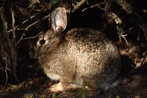 iNaturalist observation photo of Desert Cottontail