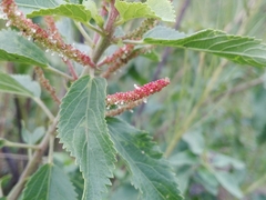 Acalypha communis