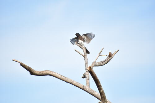 iNaturalist observation photo of Black Phoebe