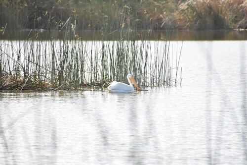 iNaturalist observation photo of American White Pelican