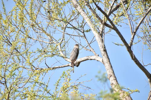 iNaturalist observation photo of Cooper's Hawk