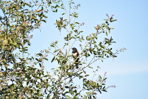 iNaturalist observation photo of Spotted Towhee