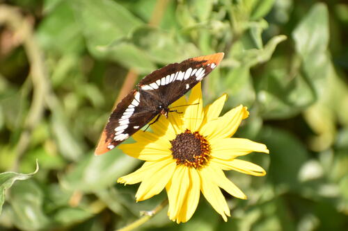 iNaturalist observation photo of Lorquin's Admiral