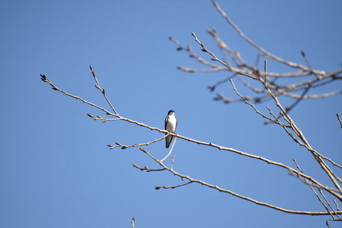 iNaturalist observation photo of Tree Swallow