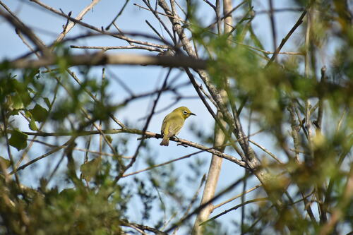 iNaturalist observation photo of Swinhoe's White-eye