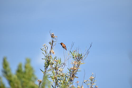 iNaturalist observation photo of Allen's Hummingbird